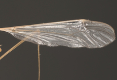 Tipulinae