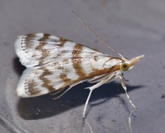 Sedenia cervalis