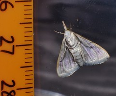Sedenia cervalis