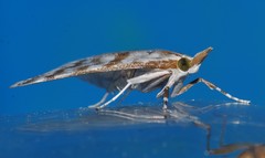 Sedenia cervalis