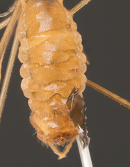 Tipulinae