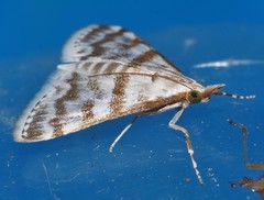 Sedenia cervalis
