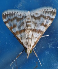 Sedenia cervalis
