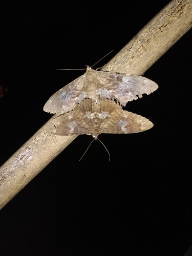 Letis specularis