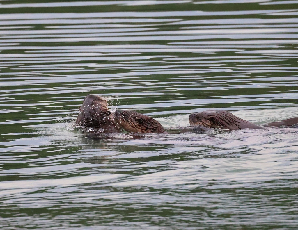 North American River Otter from Brooktrails, CA 95490, USA on January ...