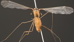 Tipulinae
