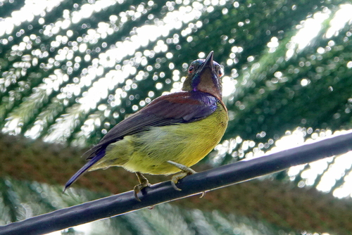 Anthreptes malacensis