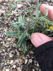 Eriophyllum ambiguum