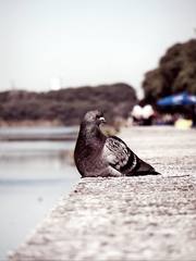 Columba livia