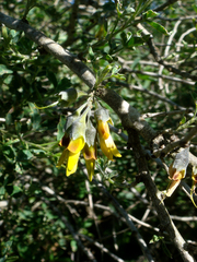 Anagyris foetida