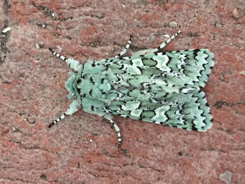 iNaturalist observation photo of Feralia februalis