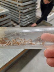 Macrocentrus ancylivorus