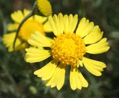 Hymenoxys odorata