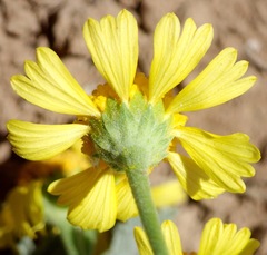 Hymenoxys odorata