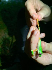 Pithecopus hypochondrialis