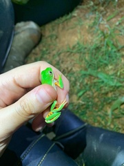 Pithecopus hypochondrialis