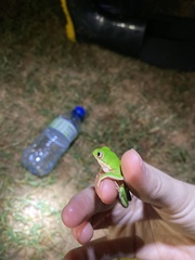 Pithecopus hypochondrialis