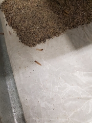 Macrocentrus ancylivorus