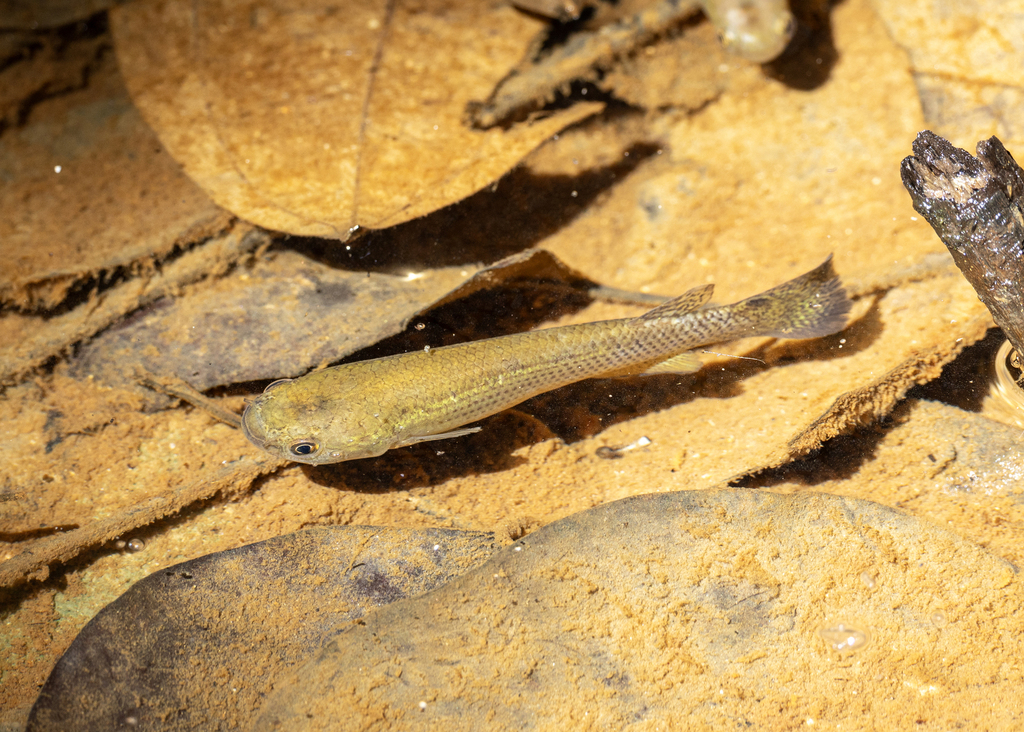 Giant rivulus (Anablepsoides hartii) — Rivulidae
