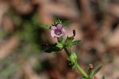 hairy brooklime (Gratiola pubescens)