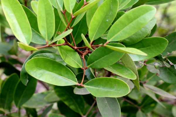 Xylocarpus granatum