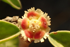 Euphorbia misera