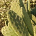 Opuntia tomentosa - Photo (c) Ron Vanderhoff, μερικά δικαιώματα διατηρούνται (CC BY-NC), uploaded by Ron Vanderhoff