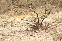 Campylorhynchus