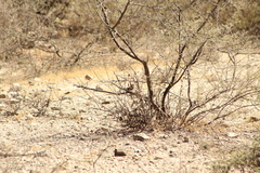 Campylorhynchus