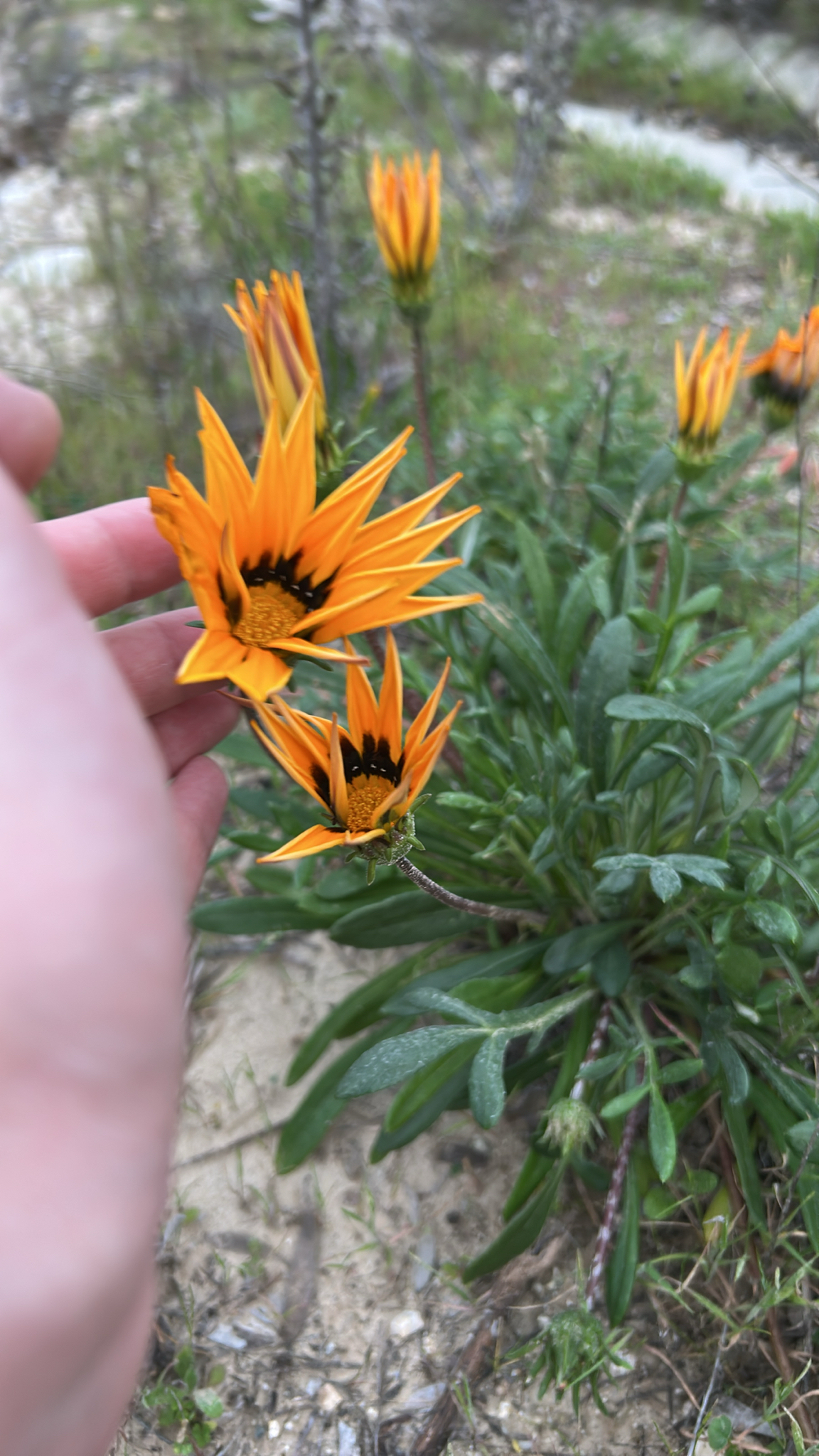 Imagem de Gazania