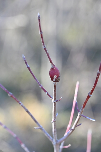 Unknown species found near Garland, TX, USA