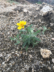 Eriophyllum ambiguum