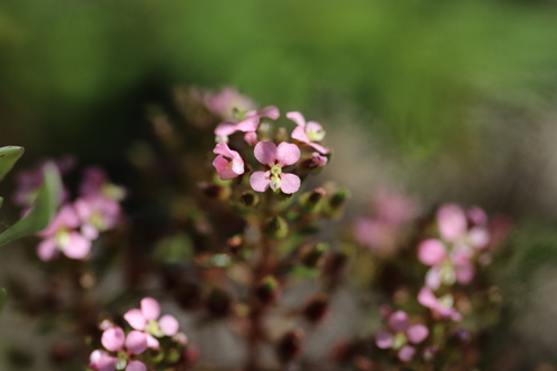 Levenhookia stipitata (Levenhookia stipitata)