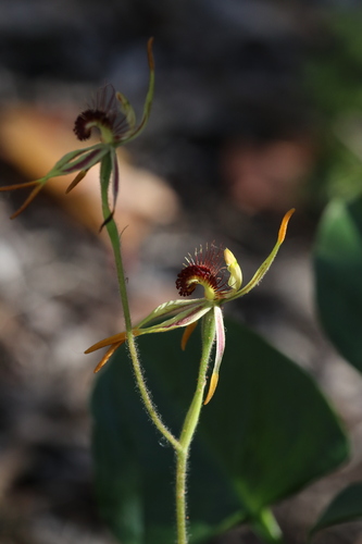 club-lipped spider orchid (Caladenia corynephora)