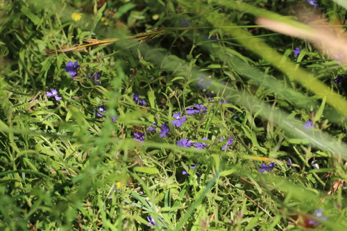 Karri Dampiera (Dampiera hederacea)