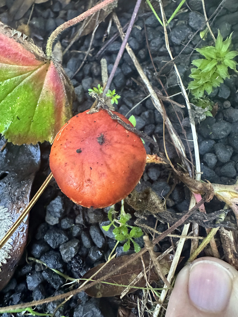 Leratiomyces ceres · January 2026 · photo: © peterq (iNaturalist, cc-by)