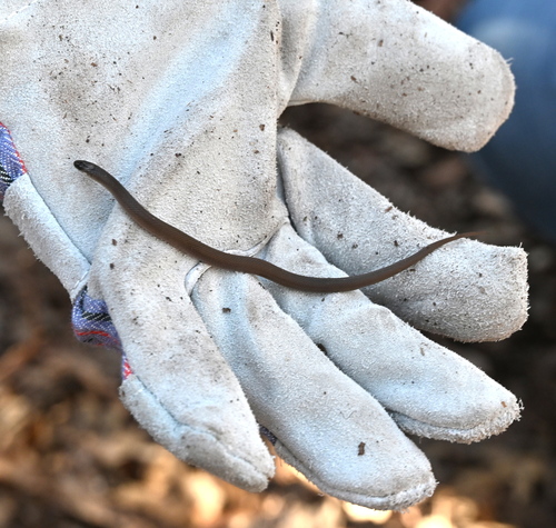 Rough Earthsnake