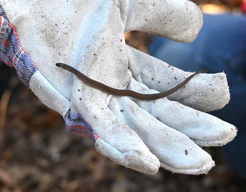 Rough Earthsnake