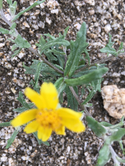 Eriophyllum ambiguum