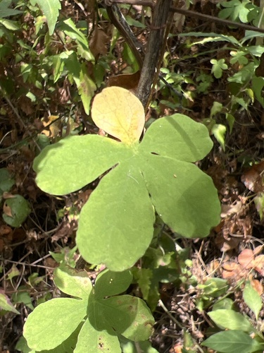yellow flame flower (Tropaeolum ciliatum)
