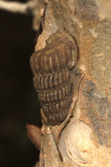 Cerithidea decollata