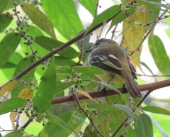 Myiopagis gaimardii