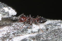 Crematogaster pilosa