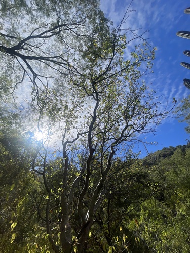 Bursera cerasiifolia Brandegee 3