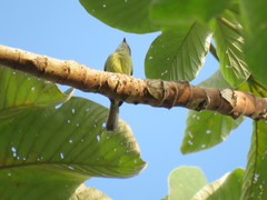 Phyllomyias griseiceps