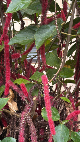 Acalypha hispida observed 2026-01-21