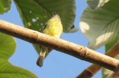 Phyllomyias griseiceps