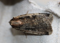 Eueretagrotis sigmoides