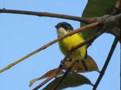 Todirostrum nigriceps