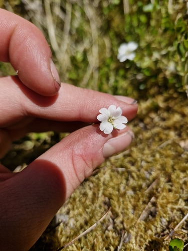 Epilobium chlorifolium observed 2026-01-19